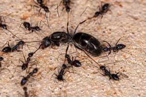 A photo of queen ants.